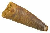 Juvenile Fossil Spinosaurus Tooth - Real Dinosaur Tooth #345882-1